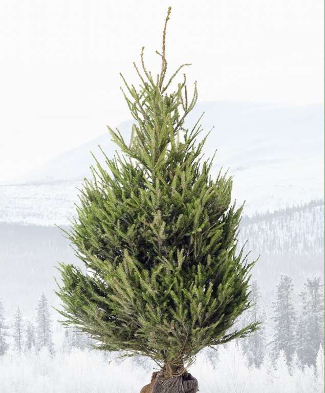 Noleggia l'albero di Natale con IKEA - [Solo in negozio]