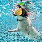 Palla Giocattolo Intelligente per Cani | Controllo tattile e remoto (vari colori, USB C)