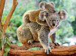 Ravensburger 129454 Amore di Koala, Puzzle [200 Pezzi XXL]