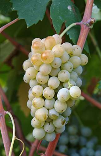Vino Bianco Sicilia IGT, Corvo - 750 ml